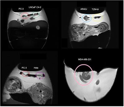 In vivo PET/MRI Imaging of the Chorioallantoic Membrane